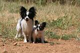 EPAGNEUL PAPILLON 174